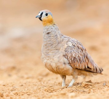 Kronenflughuhn, Crowned Sandgrouse, Pterocles coronatus, Ganga couronné, Ganga Coronada
