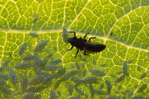 Harlequin ladybird or ladybug (Harmonia axyridis) adult insect larva and Plum aphid (Hyalopterus