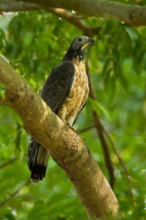 Crested Honey Buzzard (Pernis ptilorhynchus), Central Java, Indonesia