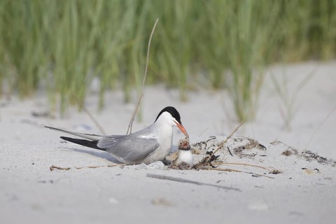 Common Tern (Sterna hirundo) with chick on beach, Massachusetts, USA