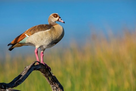Nile Goose, (Alopochen aegyptica), (Alopochen aegyptiacus), geese, goose birds, standing on a