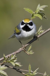 Golden-winged Warbler (Vermivora chrysoptera), Ontario, Canada