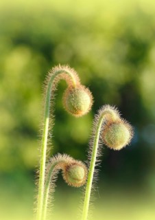 Iceland poppy (Papaver nudicaule), buds, in the evening light, North Rhine-Westphalia, Germany