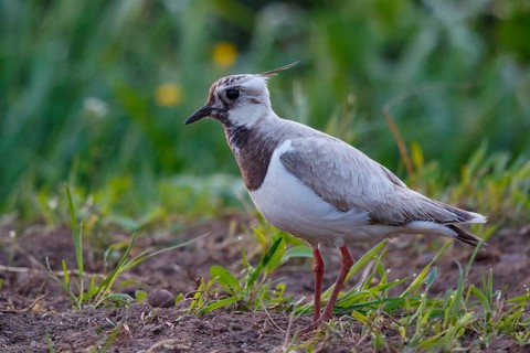 Northern Lapwing (Vanellus vanellus) partial albino, Netherlands