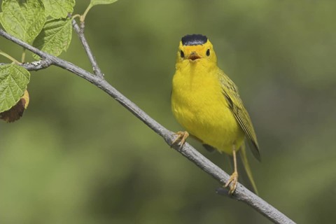 Wilson's Warbler (Cardellina pusilla) male singing, British Columbia, Canada