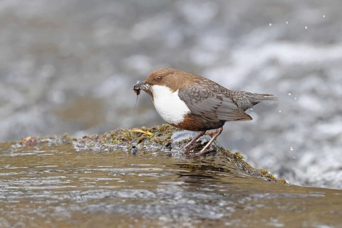 White-throated White-throated Dipper (Cinclus cinclus) standing with prey on a stone in the middle