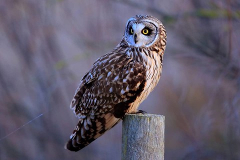 Short-eared Owl (Asio flammeus) perched on a pale, Andalusia, Spain