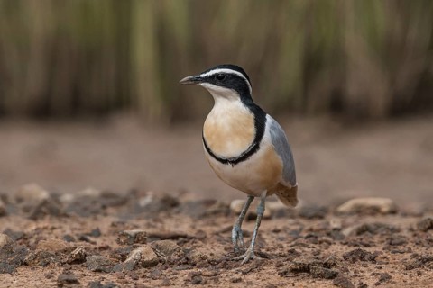 Egyptian Plover (Pluvianus aegyptius), Gambia