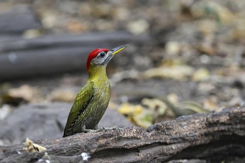 Streak-breasted Woodpecker (Picus viridanus) male, Kaeng Krachan, Thailand