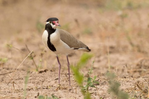 Black-headed Lapwing (Vanellus tectus), Gambia
