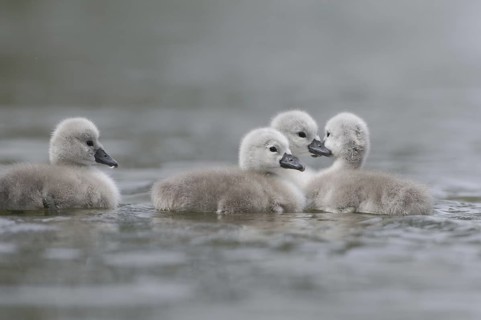 Mute Swan (Cygnus olor) juvenile, Saxony, Germany