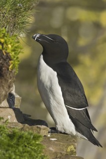 Razorbill (Alca torda), Iceland
