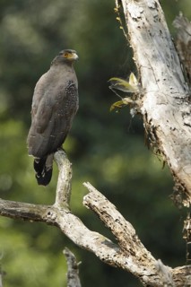 Crested Serpent Eagle (Spilornis cheela), Kaeng Krachan, Thailand