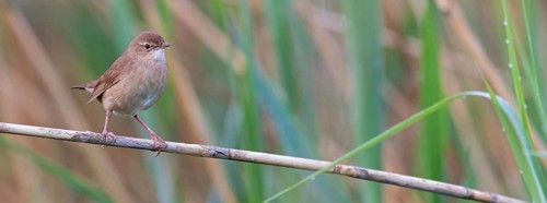 Savi's Warbler, Locustella luscinioides, Locustelle luscinioïde, Buscarla Unicolor,