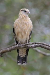 Yellow-headed Caracara (Milvago chimachima), Pantanal, Brazil