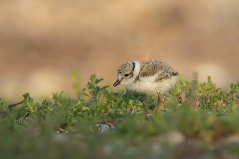 Ringed plover (Charadrius hiaticula) juvenile baby chick wading bird searching for food on a