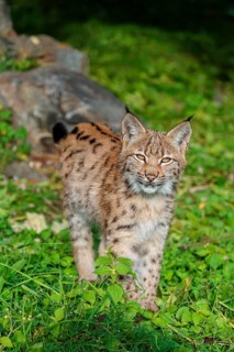 A young Eurasian lynx (Lynx lynx) sits on a meadow, stalking something