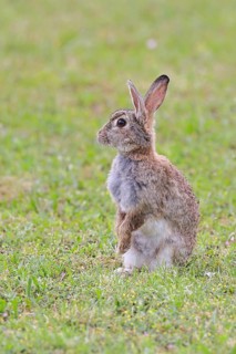 Wild rabbit (Oryctolagus cuniculus), sitting in a meadow, fully grown, alert, wildlife, animals,