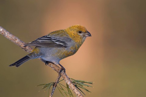 Pine Grosbeak - Hakengimpel - Pinicola enucleator, Finland