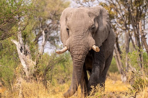 Elephant (Loxodonta africana) in dry grass, bull, Xakanaxa, Moremi Game Reserve, Botswana
