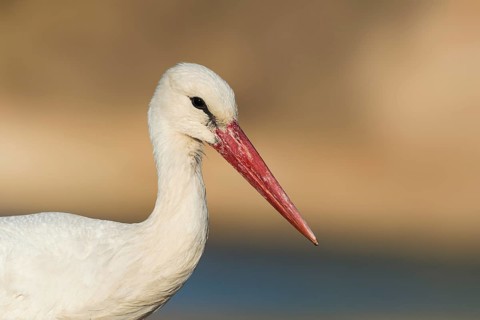 White Stork (Ciconia ciconia), Eilat, Israel