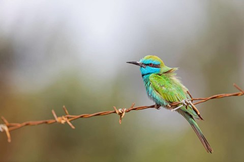 Emerald spint, Merops orientalis, Israel
