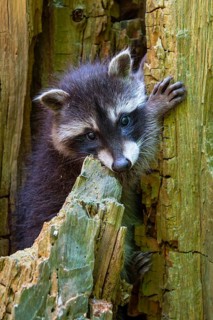 Young raccoon (Procyon lotor) on a discovery tour, Steinhagen, North Rhine-Westphalia, Germany