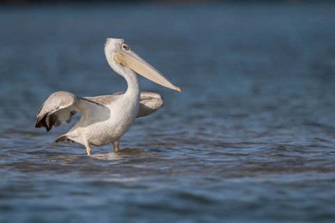 Pink-backed Pelican (Pelecanus rufescens), Senegal