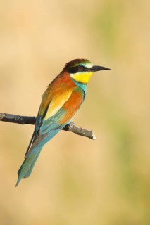 Bee-eater (Merops apiaster) sitting on a branch, dorsal view, Rhineland-Palatinate, Germany