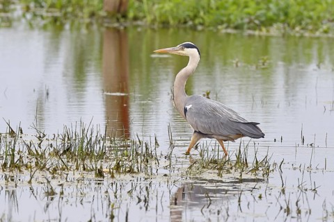 Grey heron (Ardea cinerea), standing in the shallow water of a moor, Ochsenmoor, Dümmer See, Hüde,