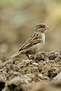 House sparrow (Passer domesticus), female standing on a field, Canton Aargau, Switzerland