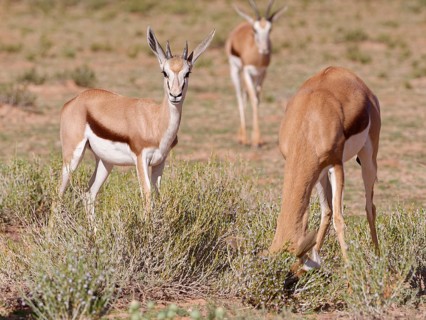 Springbok (Antidorcas marsupialis), young animal, standing in the grassland, looking at camera,