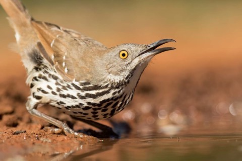 Long-billed Thrasher (Toxostoma longirostre) drinking, Texas, USA