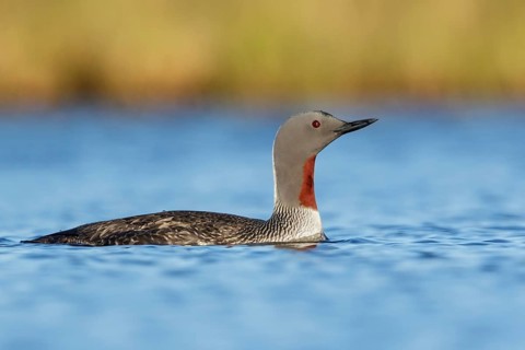 Red-throated Loon (Gavia stellata) in a pond near Nome, Alaska