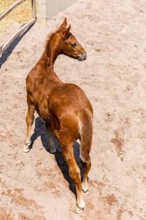 A young foal stands in a sandy paddock, looking curiously at its surroundings. The sunlight