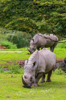 Two white rhinoceros (Ceratotherium simum) stand grazing on a fresh green meadow