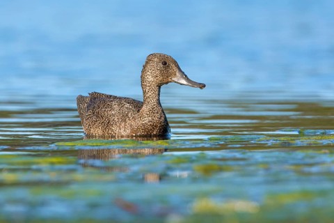 Freckled Duck (Stictonetta naevosa) female, Victoria, Australia