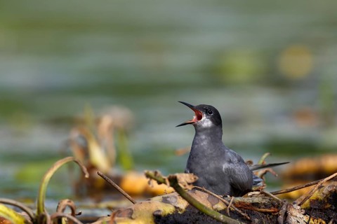 Black Tern (Chlidonias niger) calling, Mecklenburg-Western Pomerania, Germany
