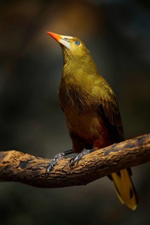 Green Oropendola, Psarocolius viridis, tropic bird with white bill and blue eye.Wildlife scene,
