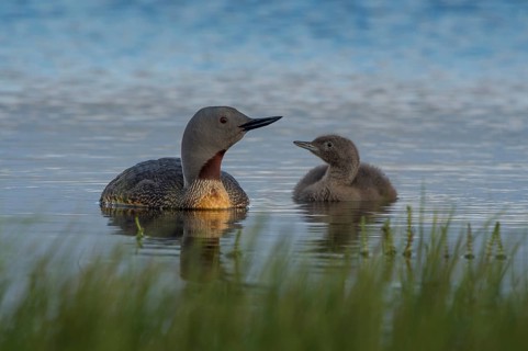 Red-throated Loon (Gavia stellata) with juvenile, Iceland