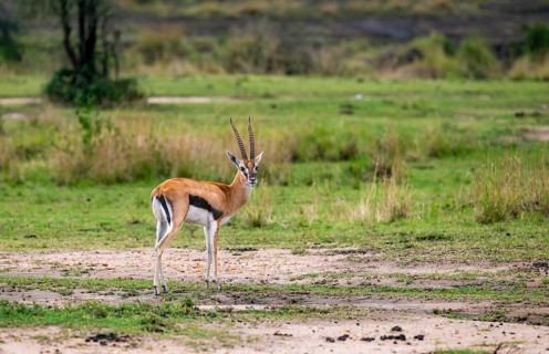 Serengeti Thomson's Gazelle (Eudorcas nasalis), Serengeti National Park, Tanzania