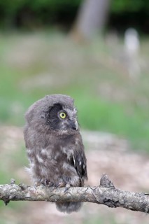 Great horned owl (Aegolius funereus), young bird sitting on a branch, Rothaargebirge, Rothaarsteig,
