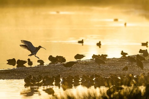 Eurasian Curlew, Numenius arquata, birds in flight over marshes at sunrise