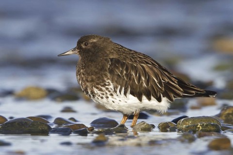 Black Turnstone (Arenaria melanocephala), British Columbia, Canada