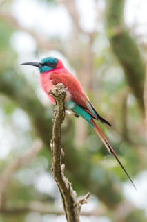 Northern Carmine Bee-eater (Merops nubicus) perched on a branch, Murchinson Falls National Park,