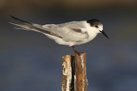 Common Tern-longipennis (Sterna hirundo longipennis), Victoria, Australia