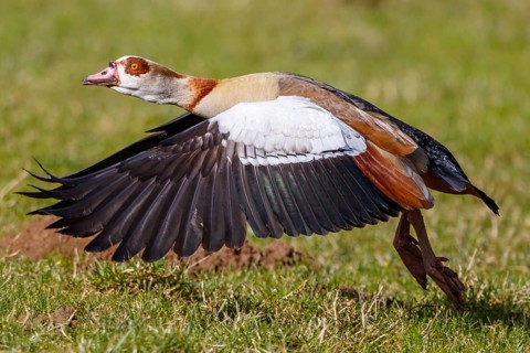 Egyptian Goose (Alopochen aegyptiaca) taking flight, North Rhine-Westphalia, Germany