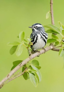 Black-and-white Warbler (Mniotilta varia) perched on a branch, Texas, USA