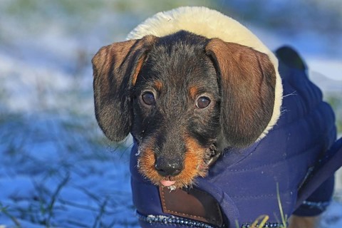Wire-haired dachshund in winter coat, snow, young animal
