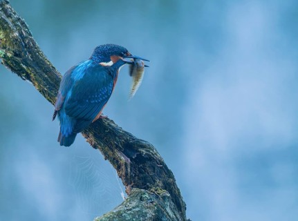 Kingfisher (Alcedo atthis) sitting on an old branch, perch with tadpole prey in its beak, Lower